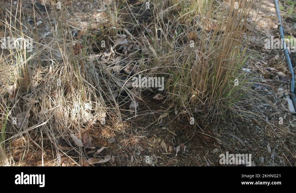Mulch grass Stock Videos & Footage HD and 4K Video Clips Alamy