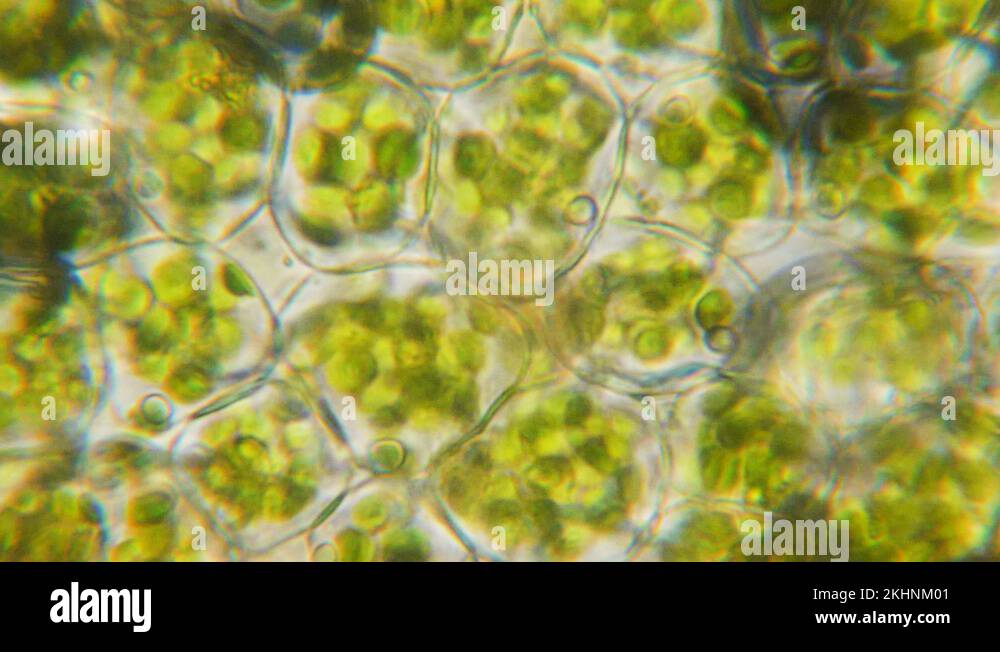 Chloroplast under a microscope. Cell division. Cell structure. Cell