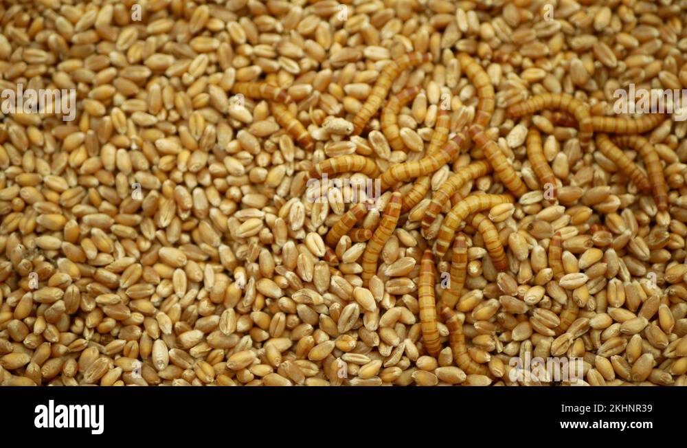 Mealworm larvae Tenebrio molitor pest worm larva white meal on grain