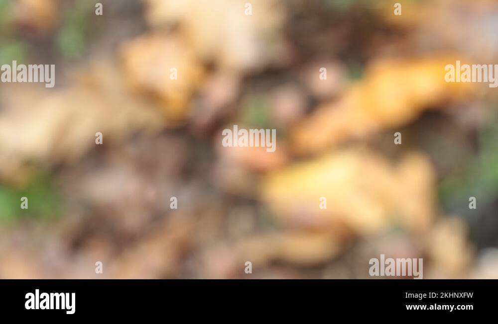 Fallen acorns Stock Videos & Footage - HD and 4K Video Clips - Alamy