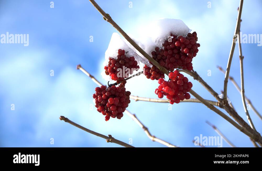 Viburnum bush in winter. Frozen viburnum under snow. Viburnum in winter Stock Video Footage Alamy