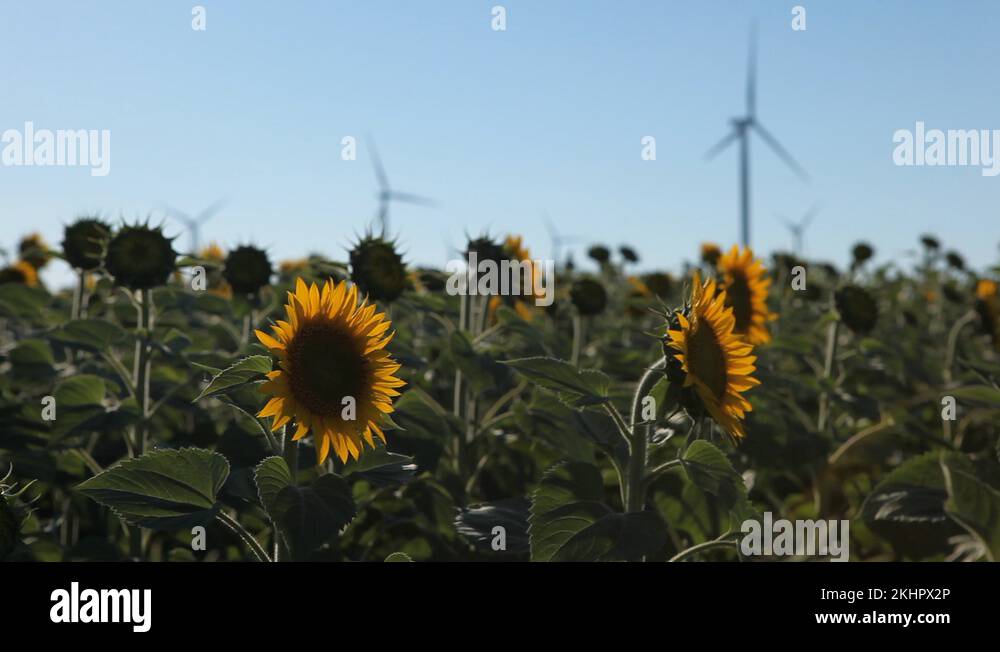 Sunflower Field in Summer, Wind Energy, Power Turbine, Renewable