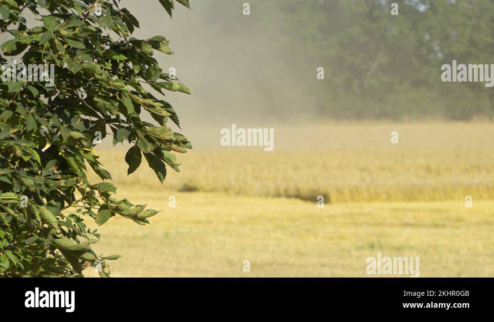 Tree grain Stock Videos & Footage - HD and 4K Video Clips - Alamy