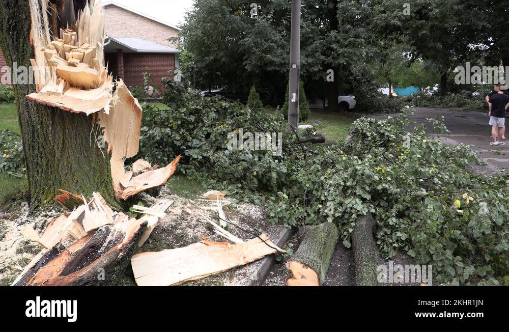 Trees uprooted and damage after severe wind in thunderstorm Stock Video ...