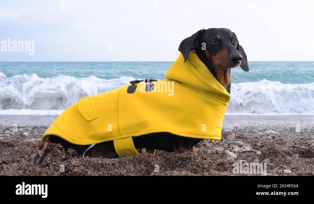 cute dachshund dog, black and tan, dressed in a yellow rain coat stands
