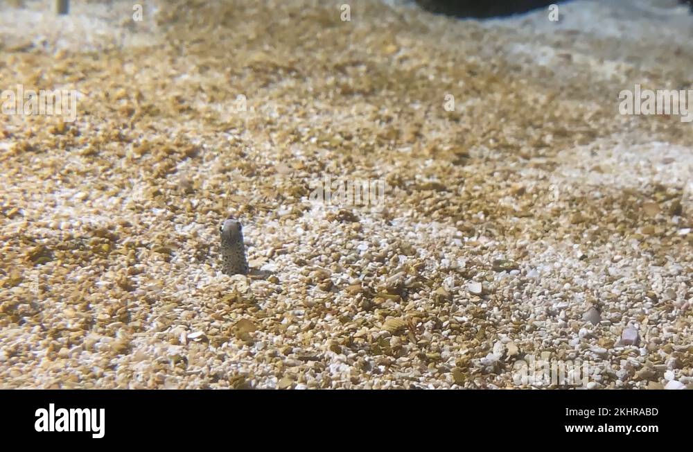 Deep sea worm Stock Videos & Footage - HD and 4K Video Clips - Alamy