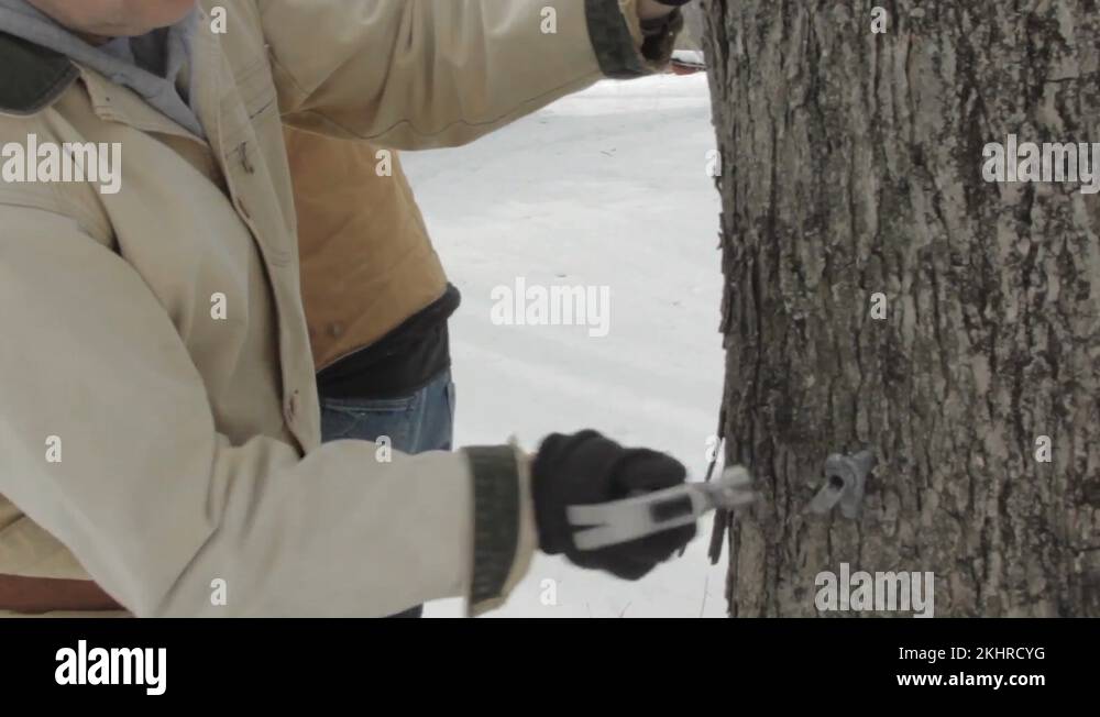 Sugar maple trees tap Stock Videos & Footage HD and 4K Video Clips