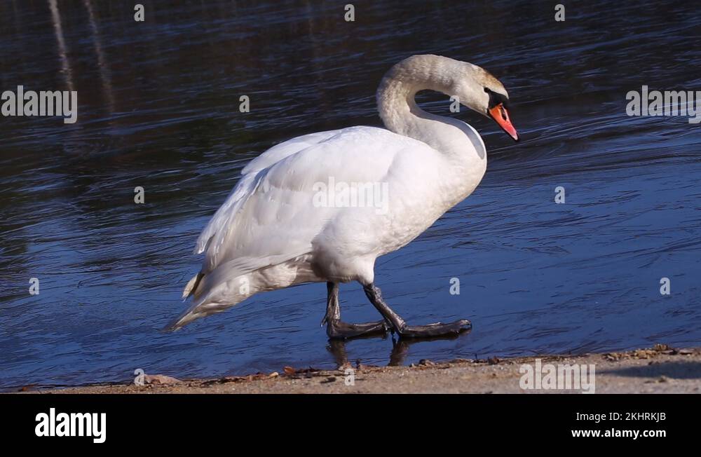 Mute swan Cygnus Olor sliding on frozen lake and hissing Stock Video