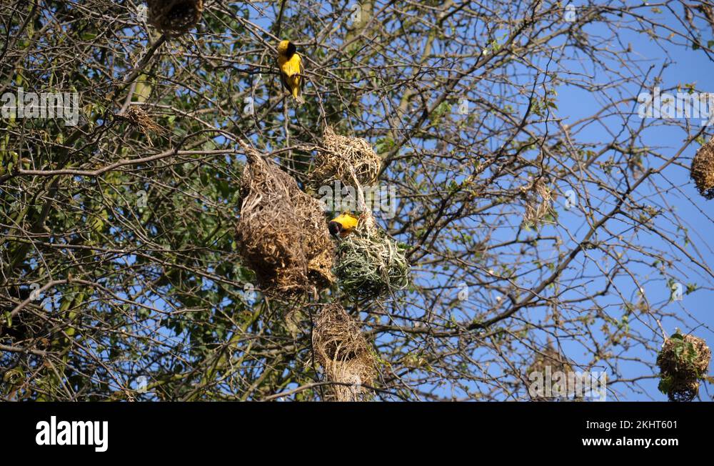 Architecture of birds nests Stock Videos & Footage HD and 4K Video