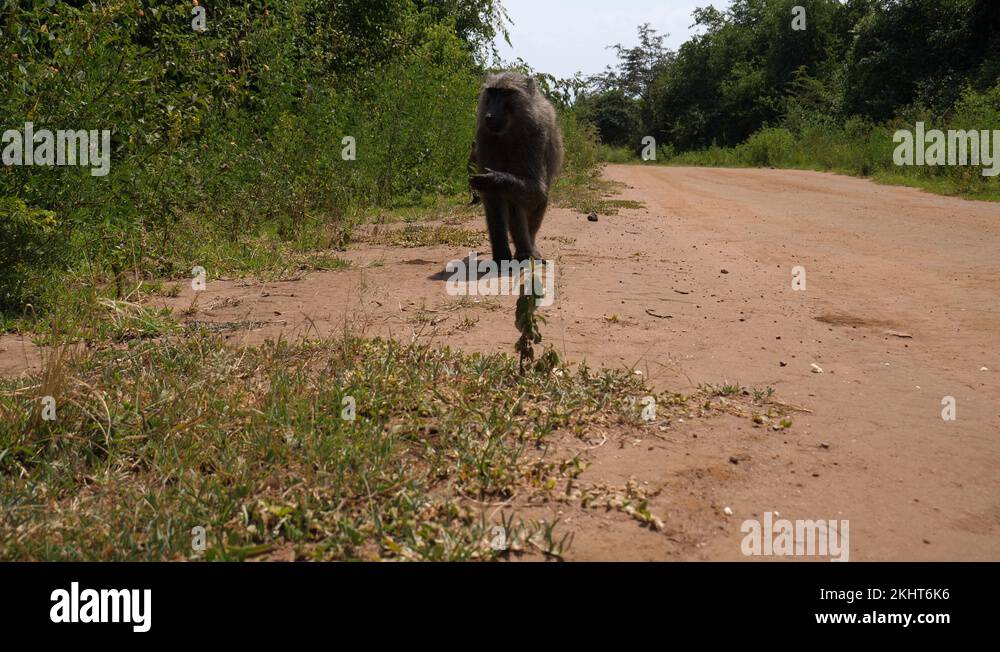 Hidden animals Stock Videos & Footage - HD and 4K Video Clips - Alamy