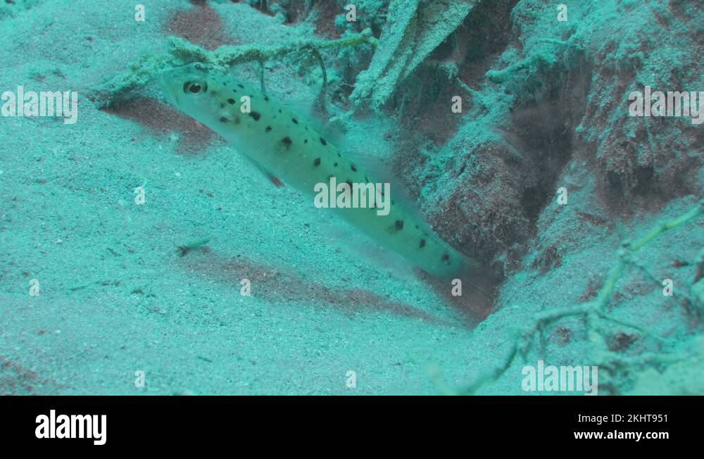 Symbiosis between Prawn goby and Shrimp. Ninebar prawn goby, Luther's prawngoby Stock Video