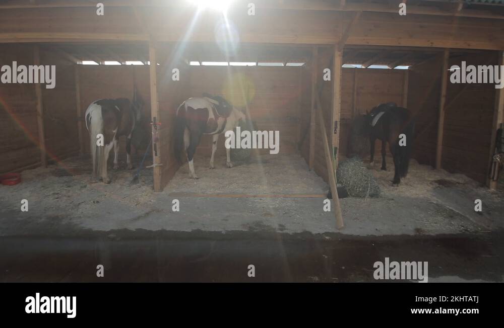 Horse stables with wooden doors and horses. Moving camera. sun shines