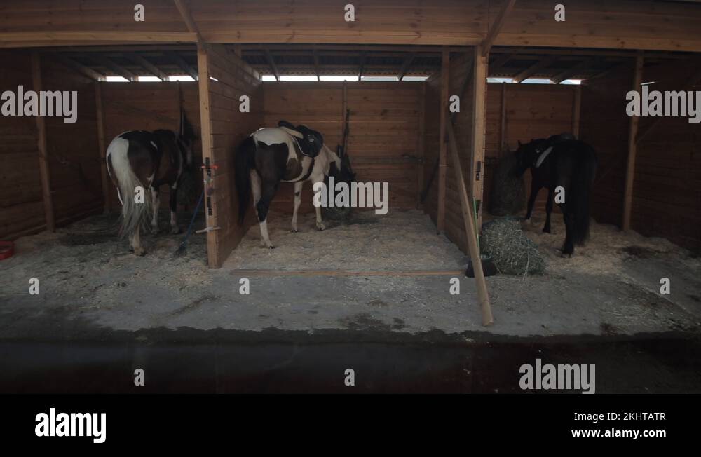 Horse stables with wooden doors and horses. Moving camera. sun shines
