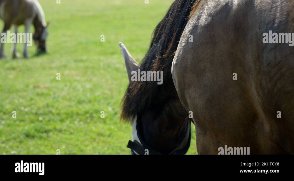 Horse in blinders blinders Stock Videos & Footage HD and 4K Video