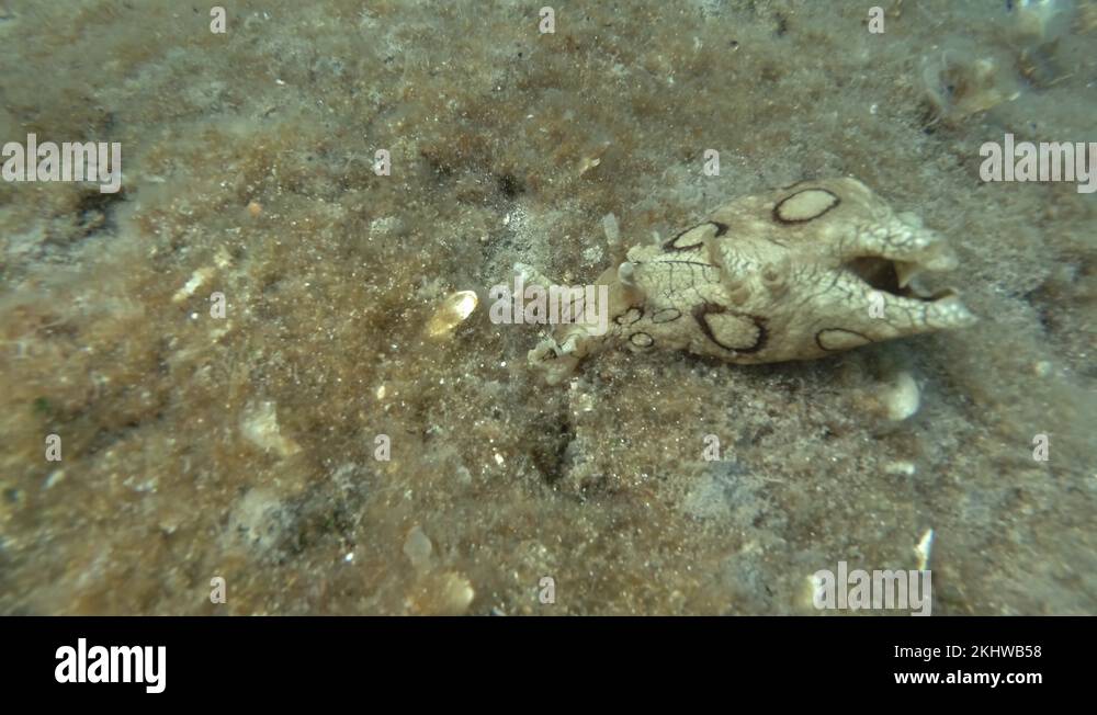 Sea Hare crawls on a rocky bottom covered with algae. Nudibranch or sea