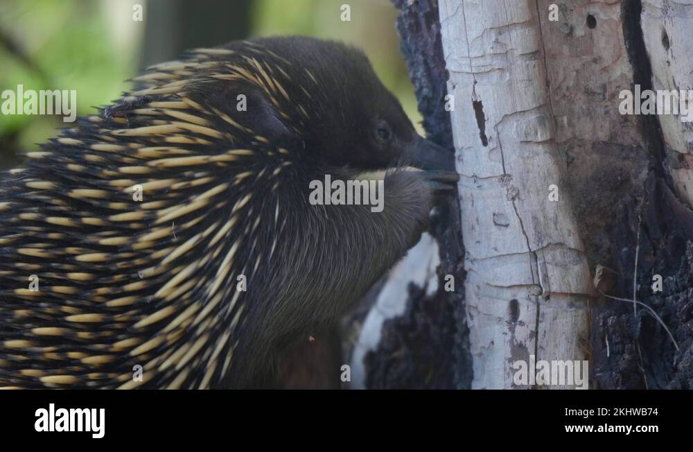 Bark forager Stock Videos & Footage HD and 4K Video Clips Alamy