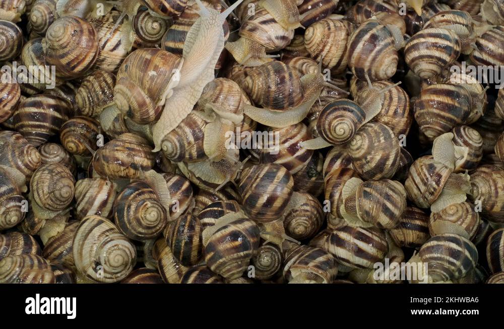 Background of live garden snails. Camera rotation 360 degrees, Top view