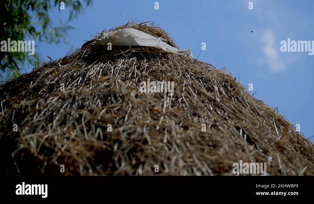 Messy Hay Bale With Insects Flying Around it in Vietnam Stock Video Footage Alamy