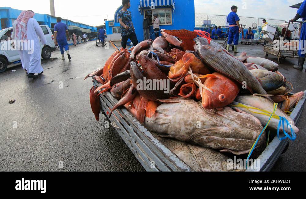 Fresh fish at the fish market of jeddah Stock Videos & Footage HD and
