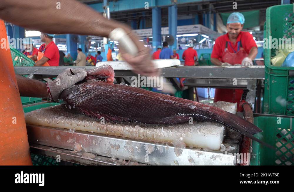 Fresh fish market bangladesh Stock Videos & Footage HD and 4K Video