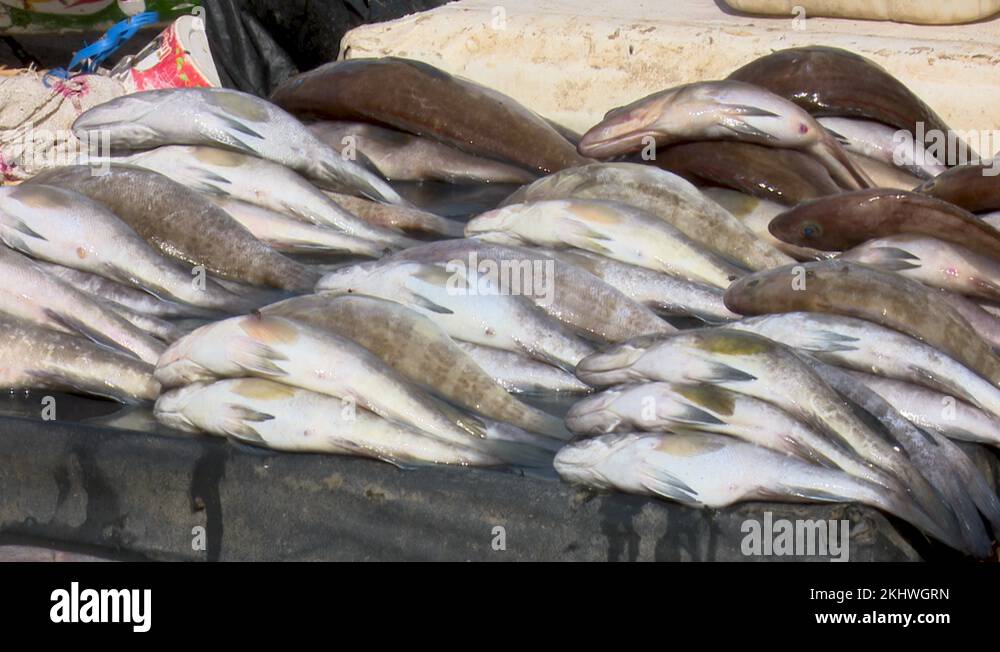 Fresh fish for sale at african beach Stock Videos & Footage HD and 4K