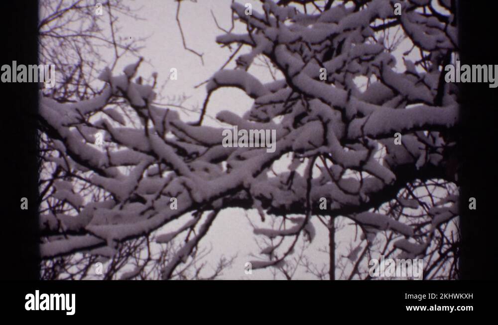 Snow laden tree branches Stock Videos & Footage - HD and 4K Video Clips ...