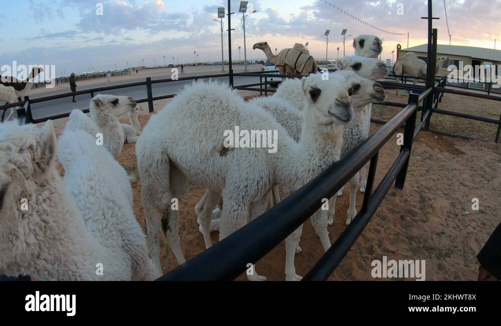 Traditional camels Stock Videos & Footage HD and 4K Video Clips Alamy
