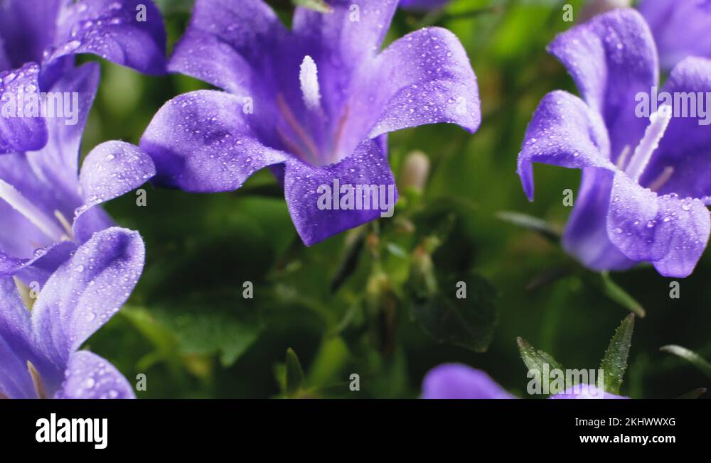 Campanula garden border Stock Videos & Footage HD and 4K Video Clips Alamy