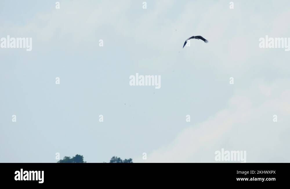 Blue flock wallpaper Stock Videos & Footage HD and 4K Video Clips Alamy