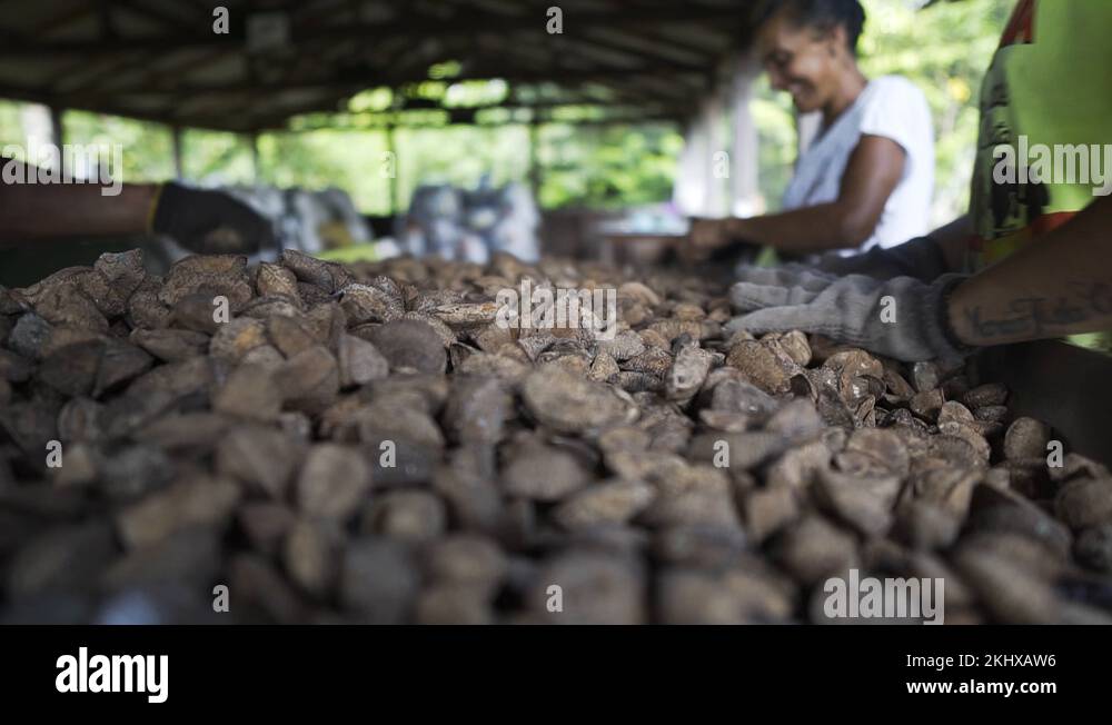Brazil nuts harvest Stock Videos & Footage HD and 4K Video Clips Alamy