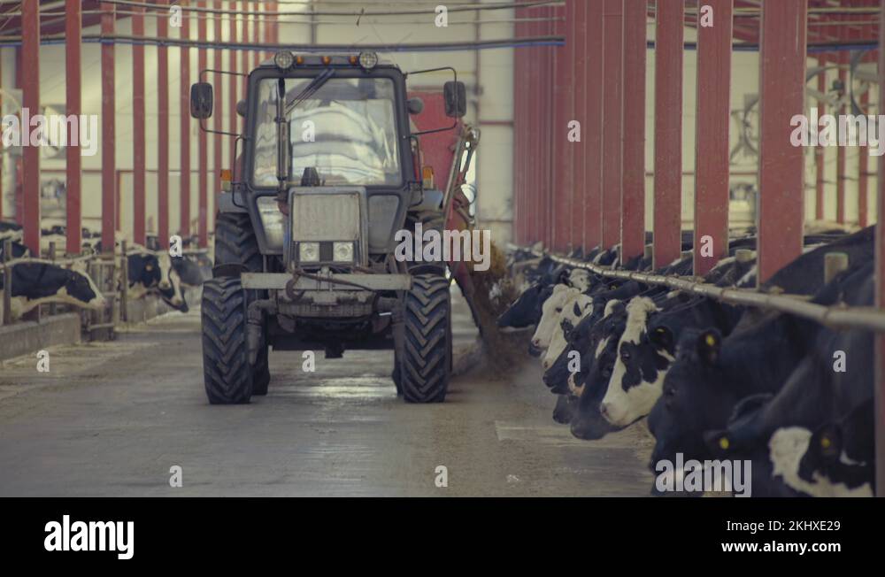 Farmer on tractor feeds cows in barn Cows eating in dairy farm Stock