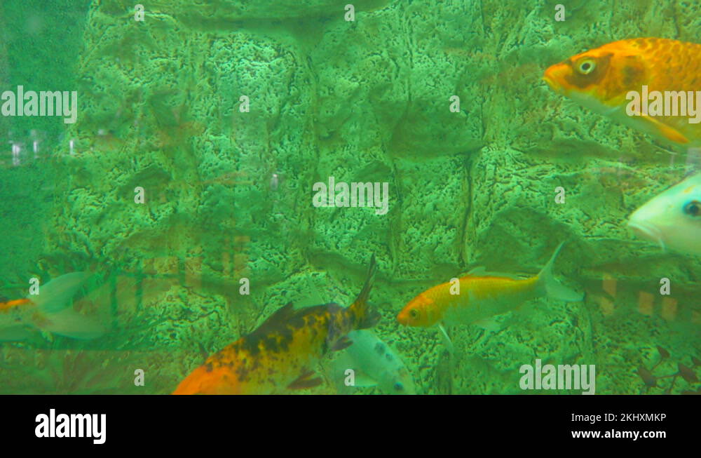 Edible species Stock Videos & Footage HD and 4K Video Clips Alamy