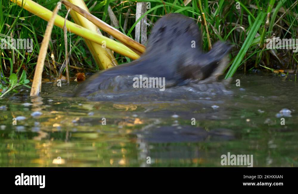 Water trap for otter Stock Videos & Footage - HD and 4K Video Clips - Alamy