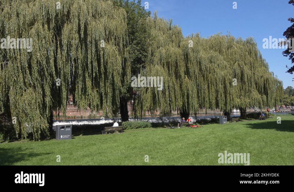 Weeping willow trees Stock Videos & Footage - HD and 4K Video Clips - Alamy