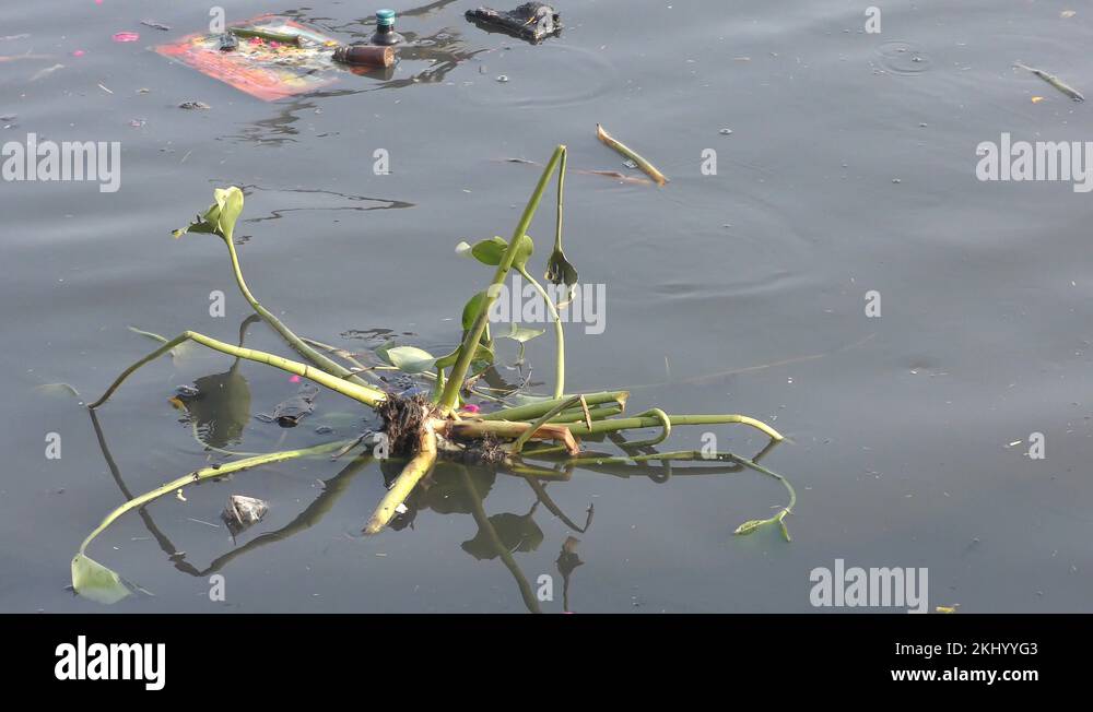 Water hyacinth boat Stock Videos & Footage HD and 4K Video Clips Alamy