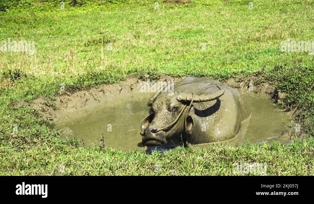 Filipino water buffalo Carabao in mud disturbed by flies moves its snout Stock Video Footage Alamy