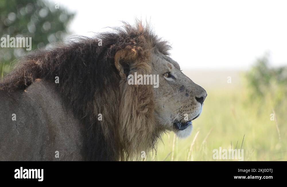 Male Lion roaring in the plains of Masai Mara National Reserve Stock ...