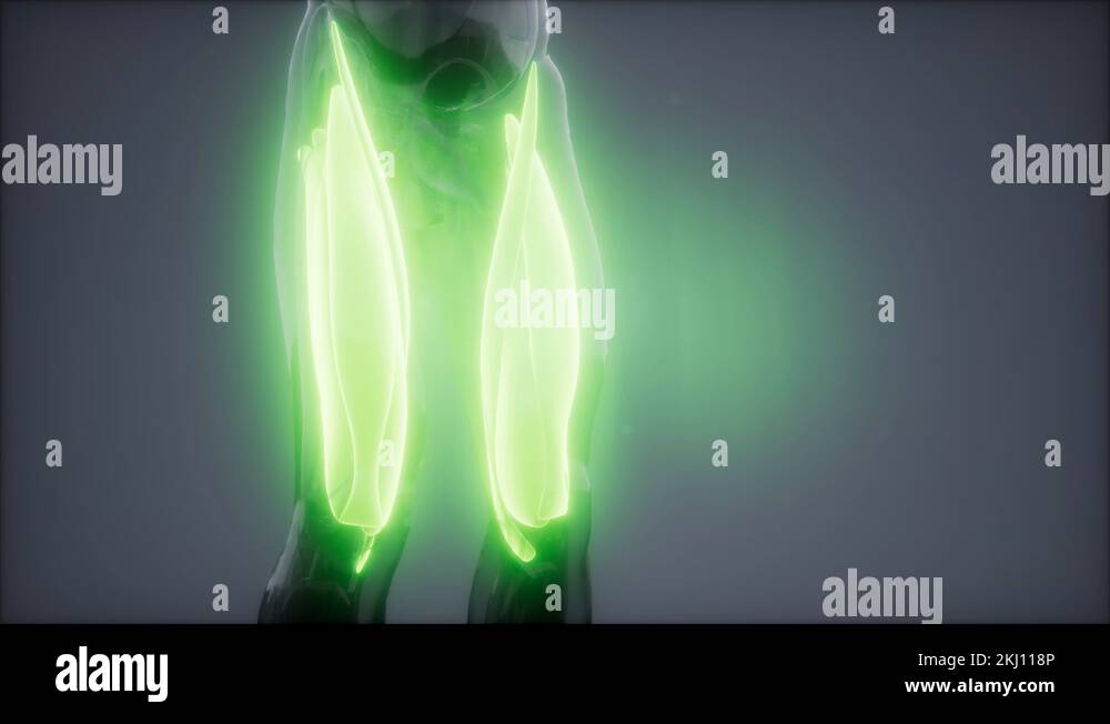 thigh muscles Visible muscle anatomy map Stock Video Footage Alamy