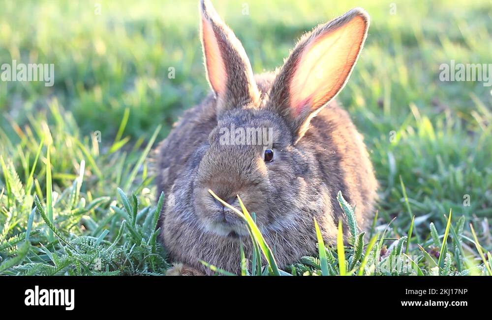 Grey long eared rabbit Stock Videos & Footage - HD and 4K Video Clips ...