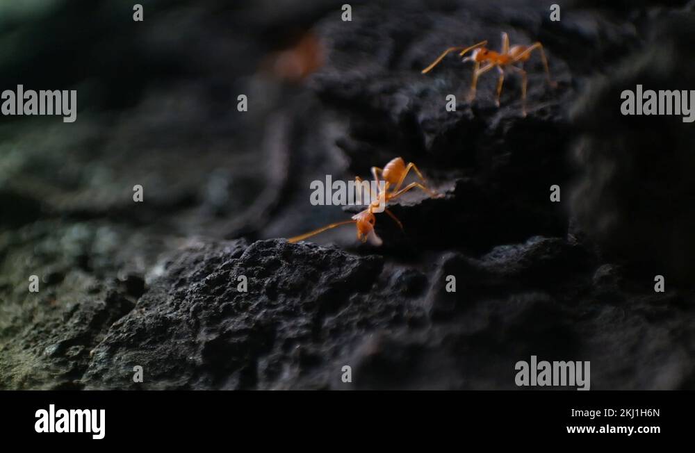 Formicidae insects Stock Videos & Footage - HD and 4K Video Clips - Alamy