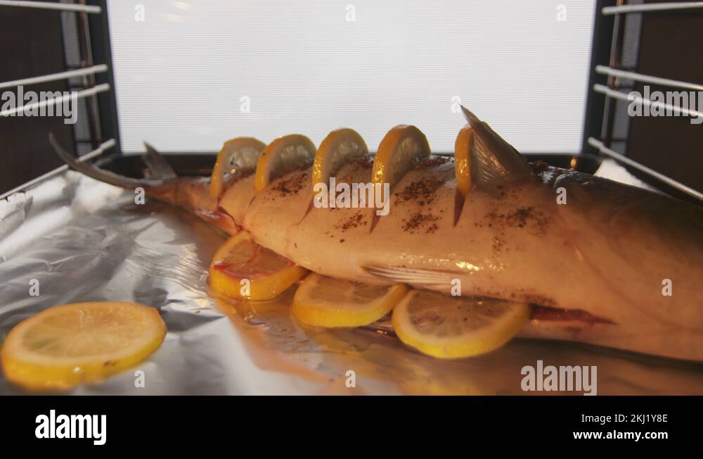 Yellowtail amberjack fish Stock Videos & Footage HD and 4K Video