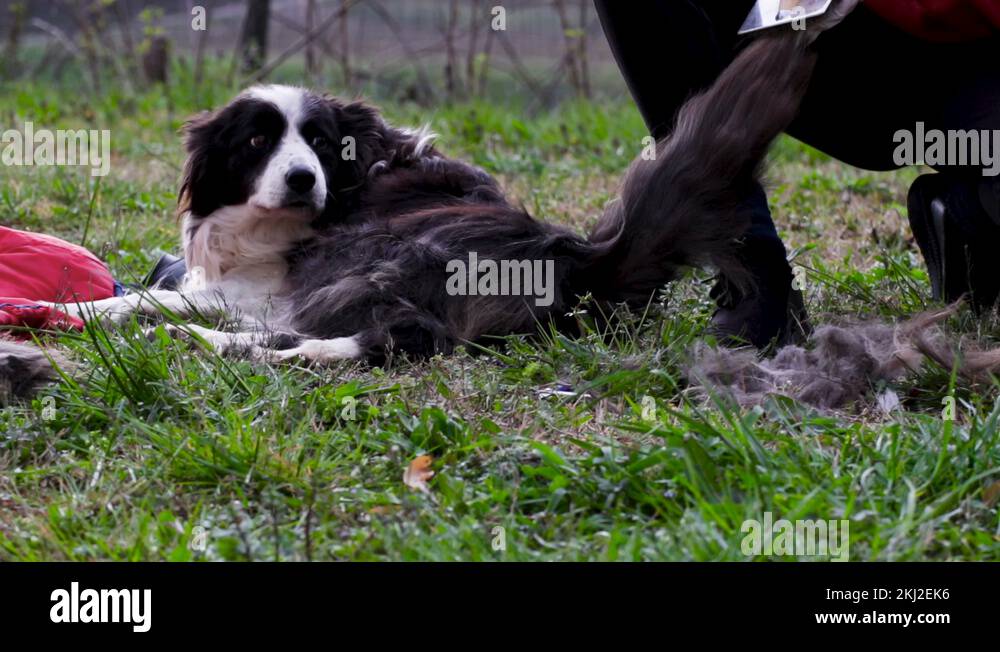 Trimming border Stock Videos & Footage HD and 4K Video Clips Alamy