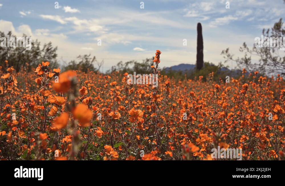 Arid plant plants flower flowers bloom wildflower wildflowers Stock
