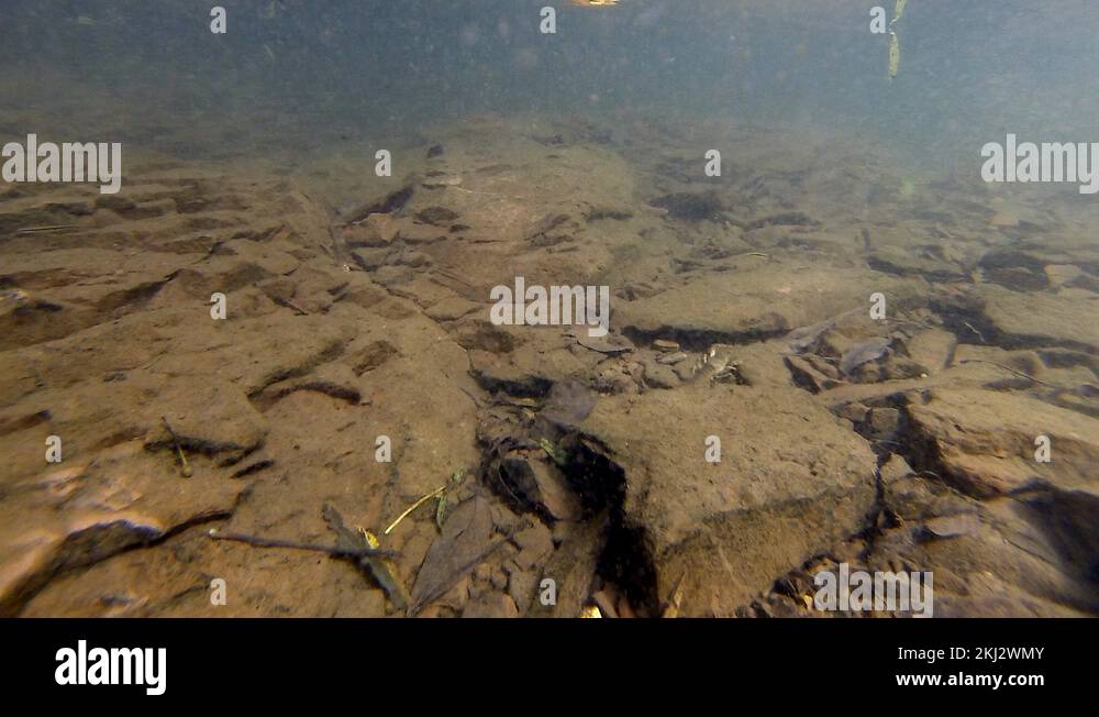 Crayfish crawl and hide under rocks underwater on stream bed. Small