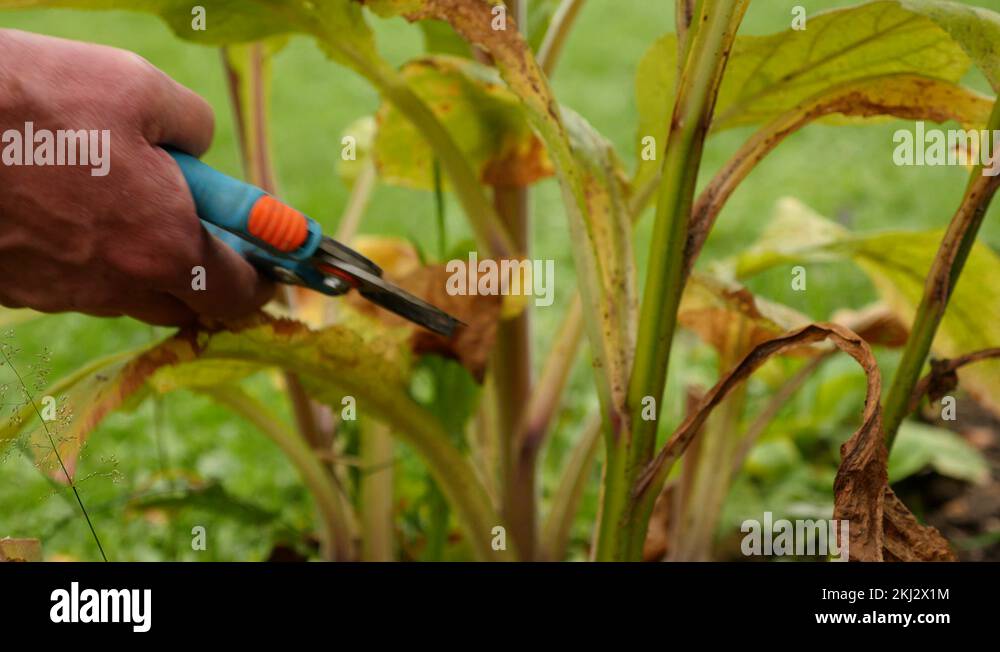 Scissor plant gardening Stock Videos & Footage HD and 4K Video Clips