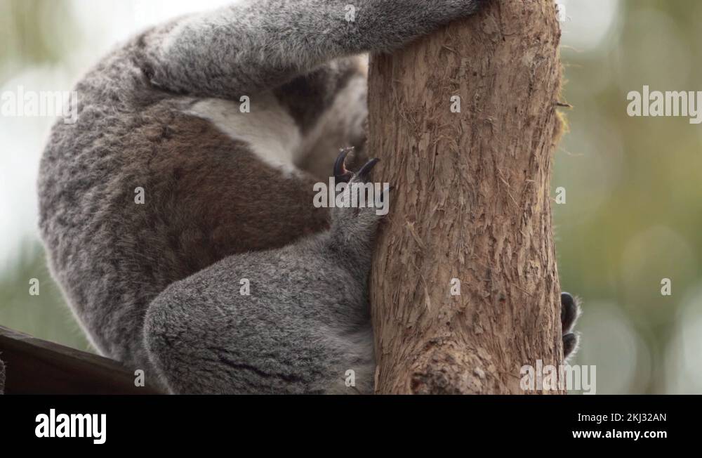 Paw of a koala Stock Videos & Footage HD and 4K Video Clips Alamy