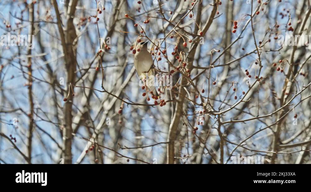 Bird with juniper berry Stock Videos & Footage HD and 4K Video Clips