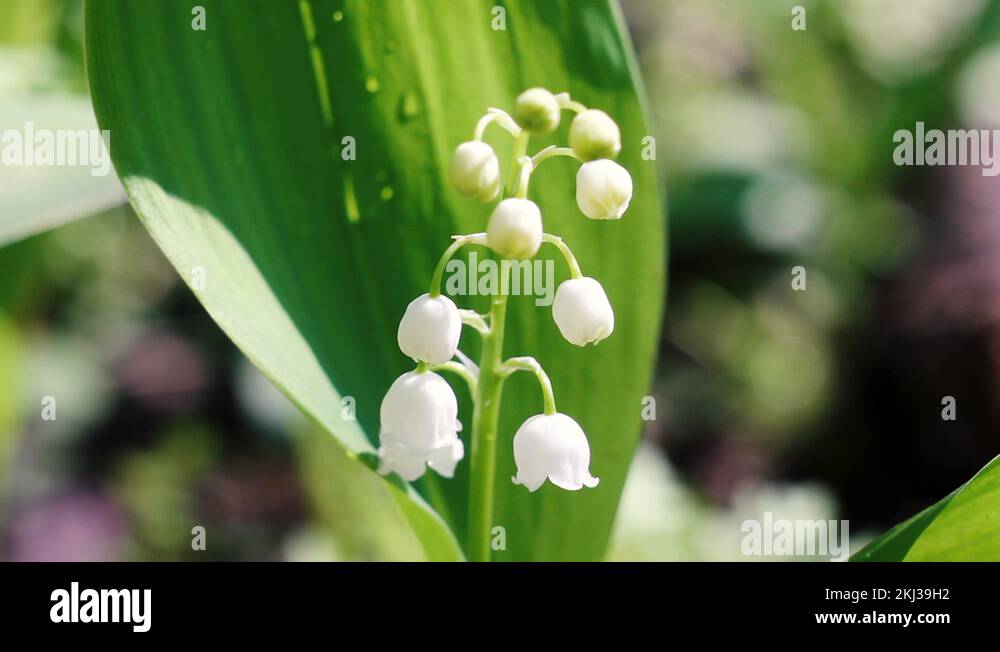 fragile little lilies of the valley bloom in the wild forest Stock Video Footage Alamy