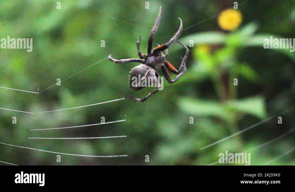 Jungle spider in web Stock Videos & Footage - HD and 4K Video Clips - Alamy
