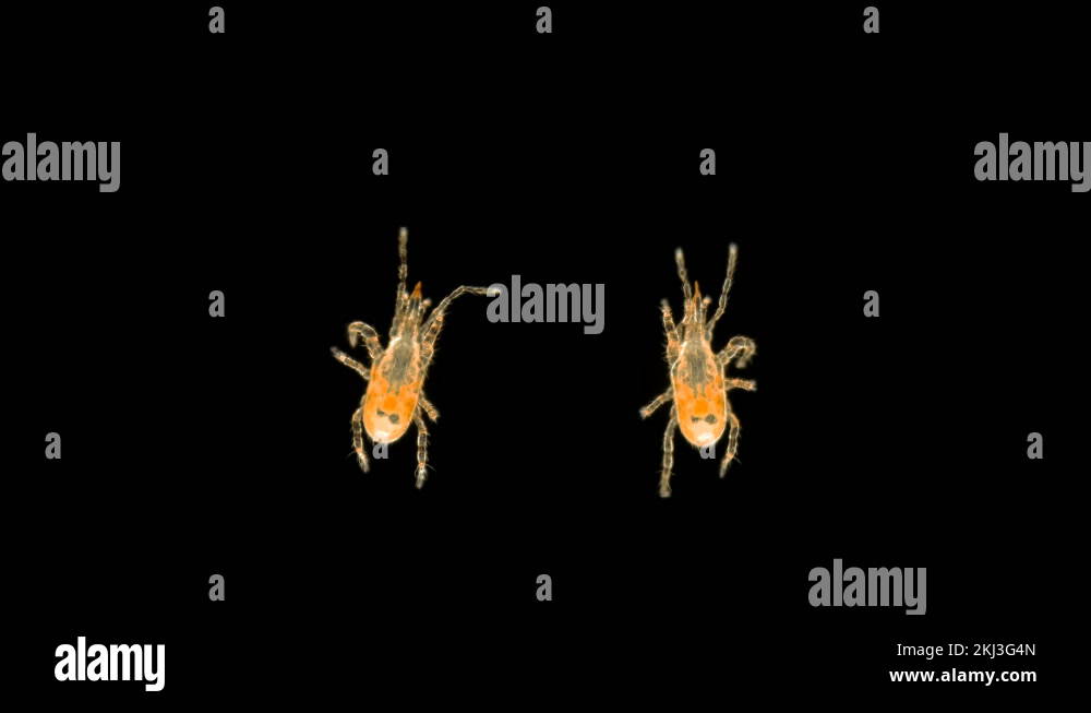 a tick of the order Mesostigmata under a microscope, class Arachnida ...